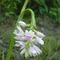 Geodorum densiflorum (Lam.) Schltr.